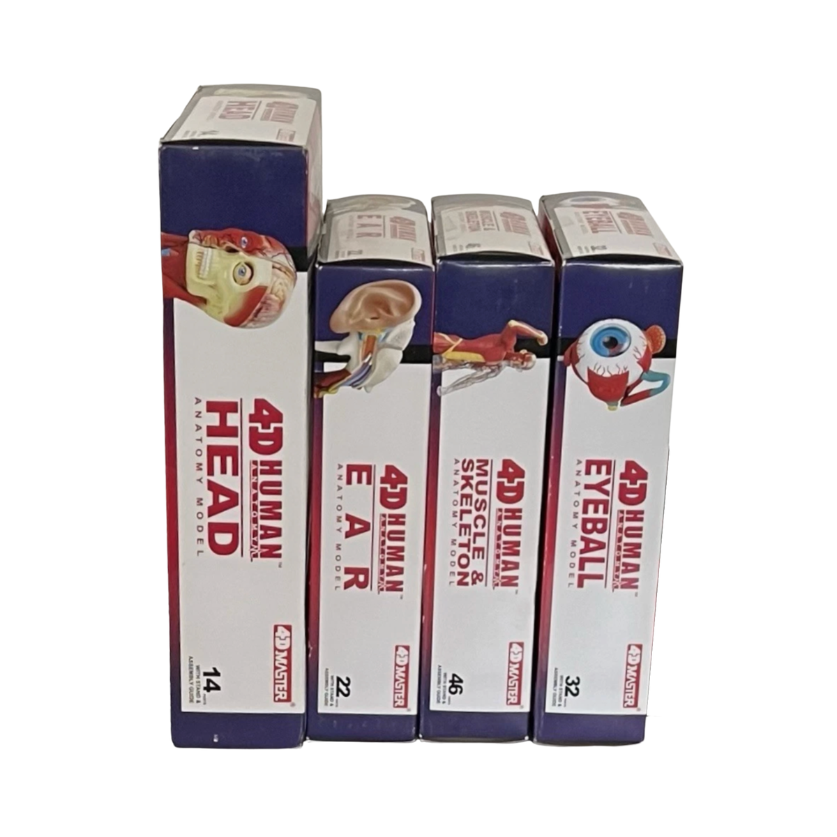 4D Master Human Anatomy Head, Eyeball, Ear, Muscle/Skeleton Models, STEM Gift Set