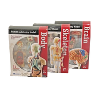 Three packaging boxes for human anatomy models labeled 'Body', 'Skeleton', and 'Brain' on a white background.